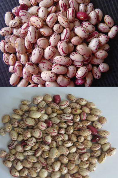 Многофункциональные самые новые фасоли почки программного обеспечения красят сортировщицу цвета фасолей сортируя машины