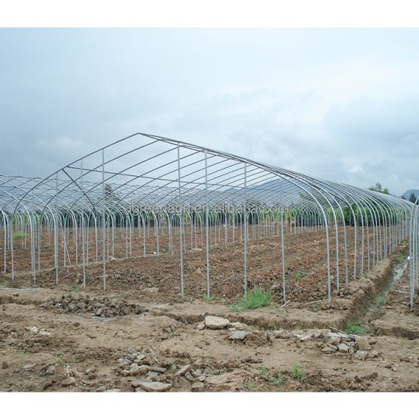 Agricultural Single-Span Tomato Greenhouse Frame PE Plastic Film for Plant Growth