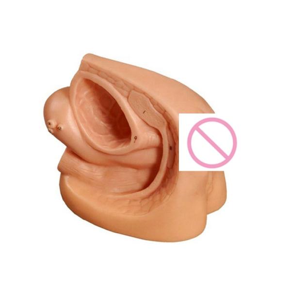 Male Genital Anatomy Teaching Model for Catheterization Training Educational Mannequin