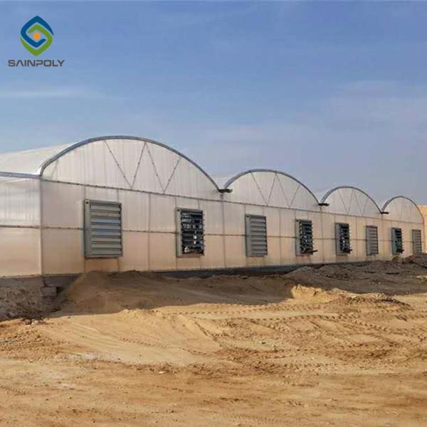 Vegetable Multi Span 3.0m Arch PC Sheet Greenhouse