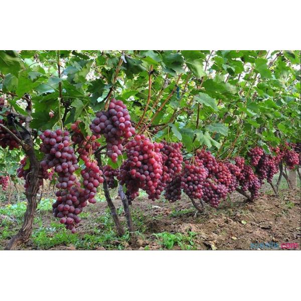 Молибден кальция бора жидкостного удобрения дерева Фоляр распыляя хелатированный