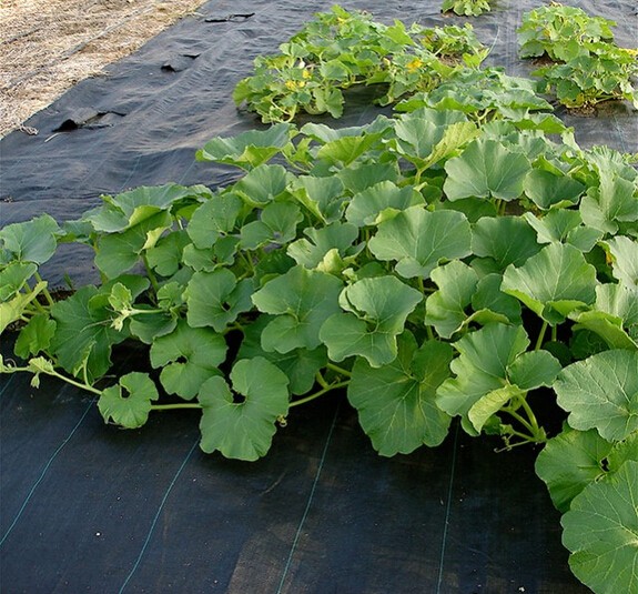 Пластиковые баки питомника цветка орхидеи гидропоники баков питомника цветочного горшка 1gallon