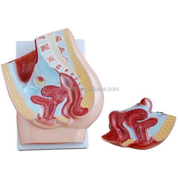 Vivid Female Pelvis Model for Medical Teaching Categories Human Genital System Models