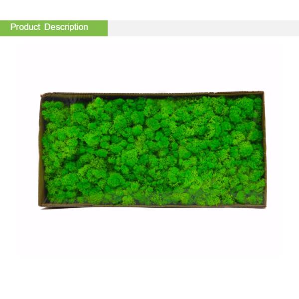 Multiple Colors Interior Decoration Preserved Green Wall With Simple Structure