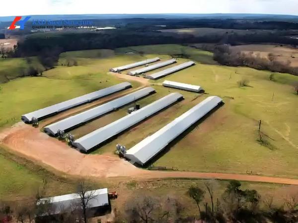 Commercial Poultry House Steel Structure with Feeding and Drinking Systems
