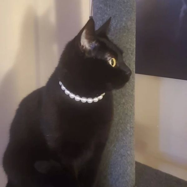 Wholesale Handmade Sterling Silver Freshwater Pearl Pendant Cats Necklace Light Luxury Jewelry