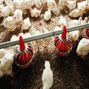 Galvanized Steel Poultry Farming Equipment with Automatic Operation and High Efficiency Auto Feeding System