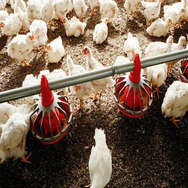 Galvanized Steel Poultry Farming Equipment with Automatic Operation and High