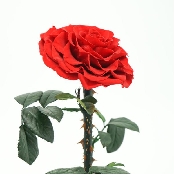 Fashion Dried Long Stem Rose Flower In Glass With Beautiful Appearance