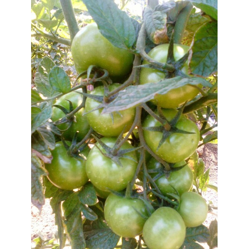 Baodian F1 Hybrid Determinate Tomato Seeds Blight Resistance Round Shape T23