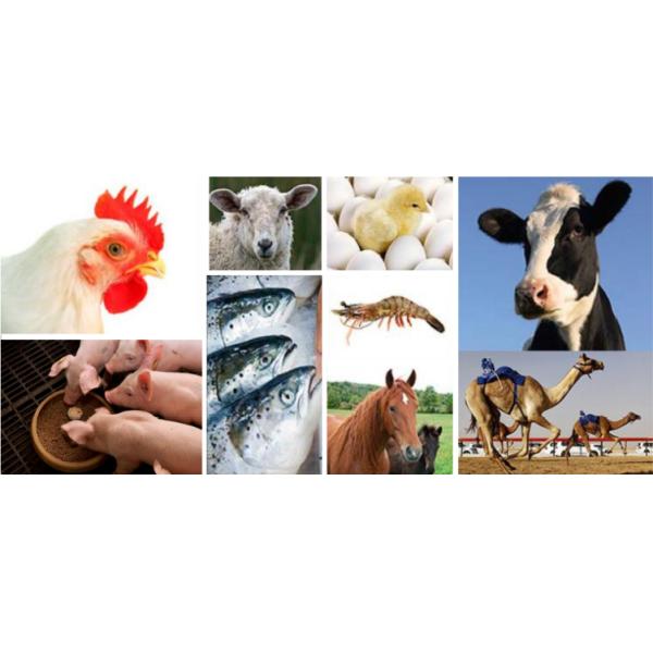 Biodegradable Plant Fiber Wood Cellulose Fiber Onsite Inspection