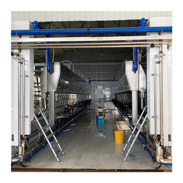 Dairy Farm Electric Herringbone Parlour Milking Systems 100 Cows Per Hour