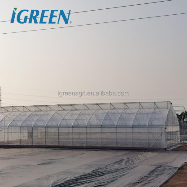 Commercial Tropical Roof Vent Single-span Large Greenhouses Hot Dipped Galvanized Steel Film Cover for Tomato Lettuce Pepper
