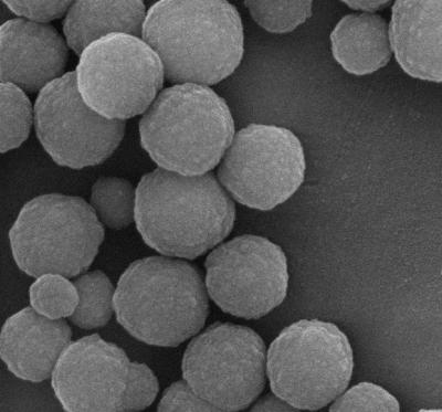 500nm 10 mL Silica Magnetic Beads For DNA Extraction With Super Strong Magnetism