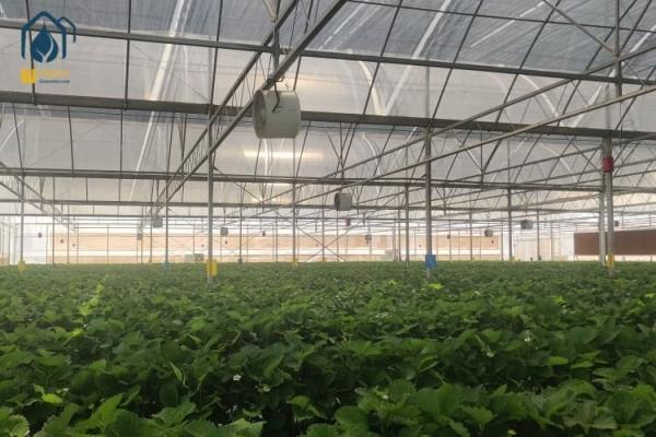 Large Film Tunnel Vegetable Hot House Multi Span Tomato Watermelon Greenhouse