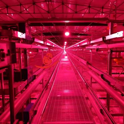 Functional Layer Chicken Cage System for Efficient Breeding