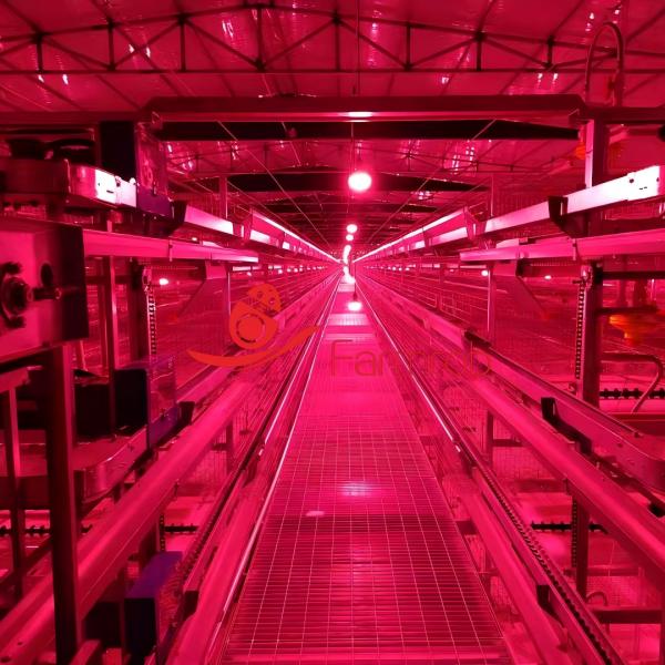 Functional Layer Chicken Cage System for Efficient Breeding