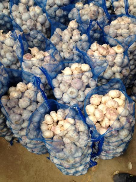 5.5-6.0 cm China fresh garlic export to Ecuador Guayaquil