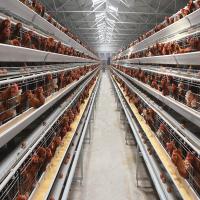 Ensemble complet d'équipements d'élevage pour poules pondeuses