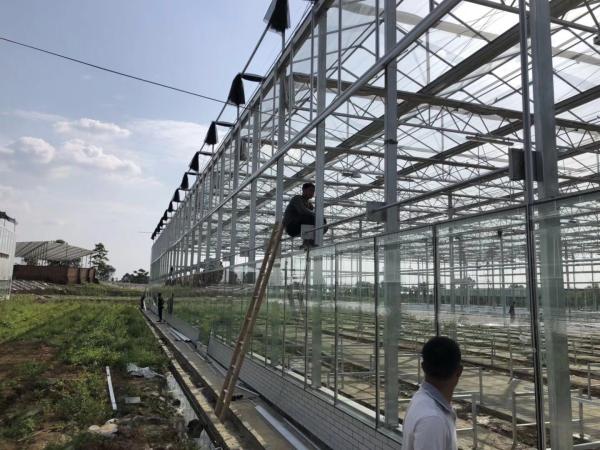 Estufa agrícola/industrial do jardim para vegetais/cogumelos/flores