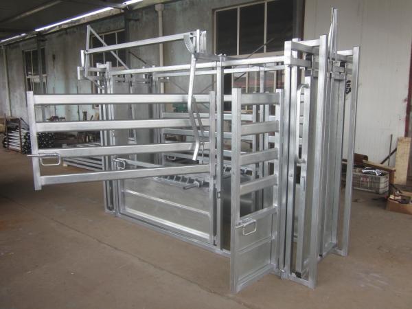 Aço resistente das escalas de peso Q235 do gado dos rebanhos animais do equipamento agrícola do gado