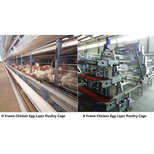 Клетка 3-10Floors птицы цыпленка рамки Q235 a/h с собранием яйца