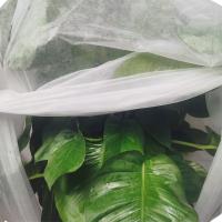 tela de tecelagem não grande de Anit Frost da largura 35gram e para proteger a planta fora da luz do sol