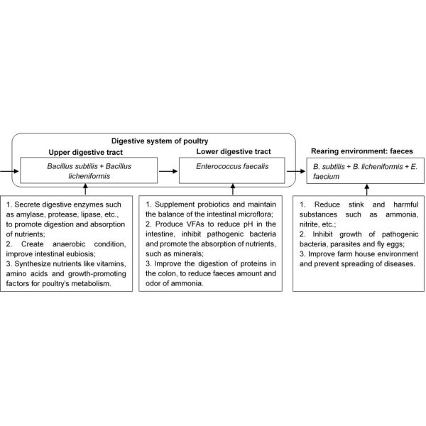 Slight Fermentation Odor Compound Probiotics For Animal Feed Grade