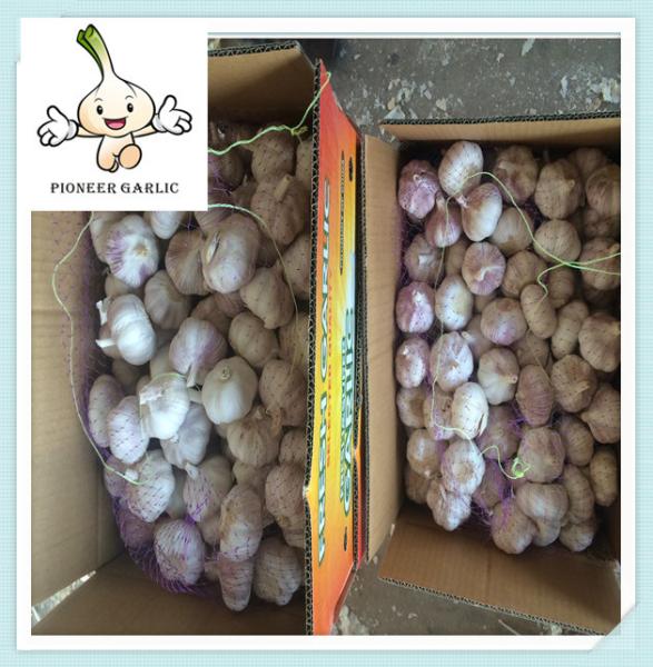 2016 crop the fresh garlic wholesale fresh white garlic