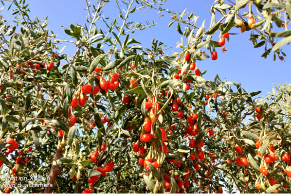 Organic Goji Berries (200g)