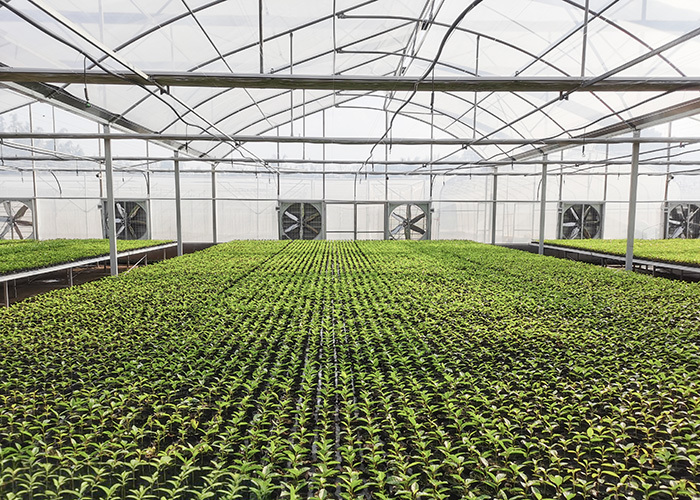 Commercial Greenhouse Bench System | Custom Rolling & Stationary Benches