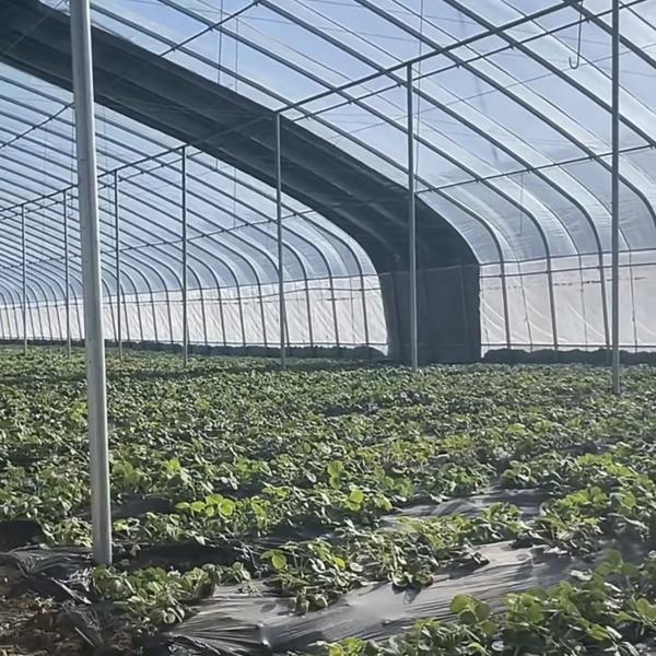 Aquaponia comercial Estufas para a irrigação com sol