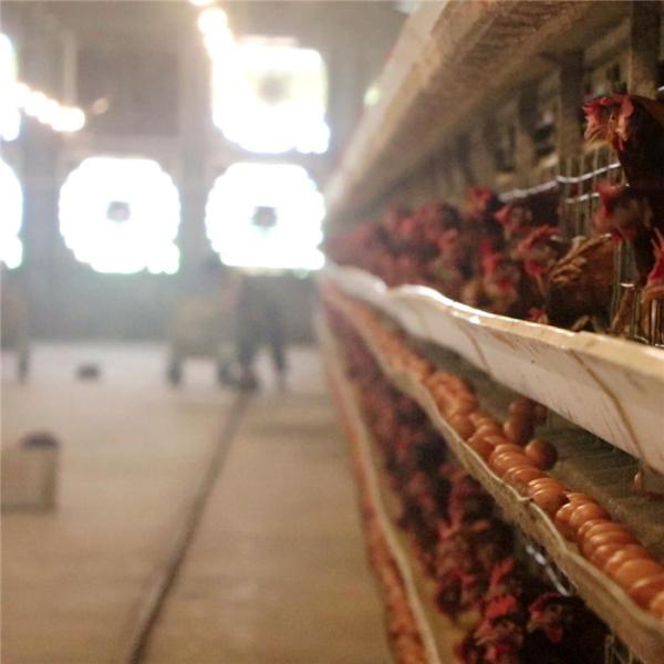 3 Tier 96 Birds / Set Layer Chicken Cage With Feeding And Egg Collecting System