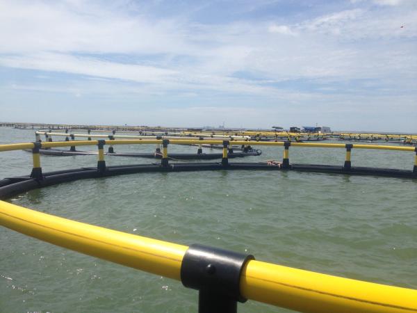 Aquaculture Traps Floating Fish Farming Cage 30-90cm Diameter and Delivery Detail Two Weeks After Receiving Deposit