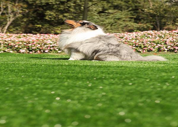 Alto densidade ajardinando de vista natural do relvado artificial do animal de estimação Eco-amigável
