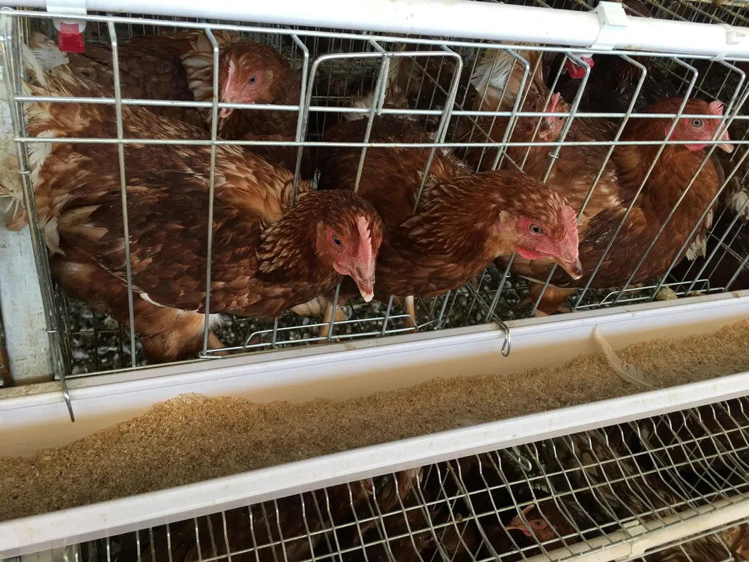 Galvanized Steel Multi Level A Frame Layer Cage System for Efficient Poultry Farming