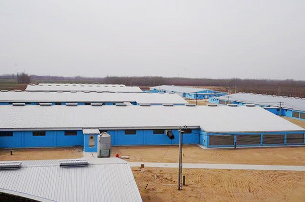 Galvanized Steel Structure Poultry House Building , Light Steel Structure Egg Chicken Farm