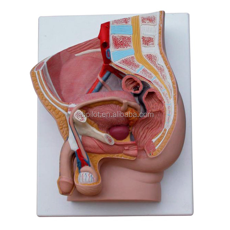 Medical Science Male Pelvis Model 2-part Detachable Genital Organs with Advanced PVC