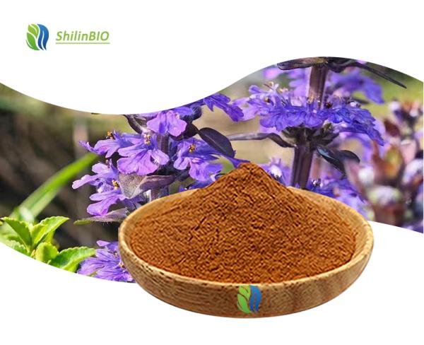 Ajuga Turkestanica Extract (turkesterone)