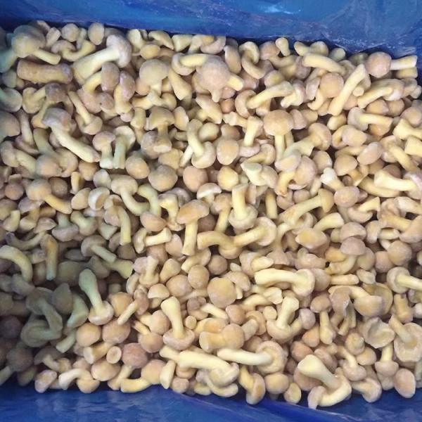 Fruits Frozen Mushroom IQF Frozen Nameko