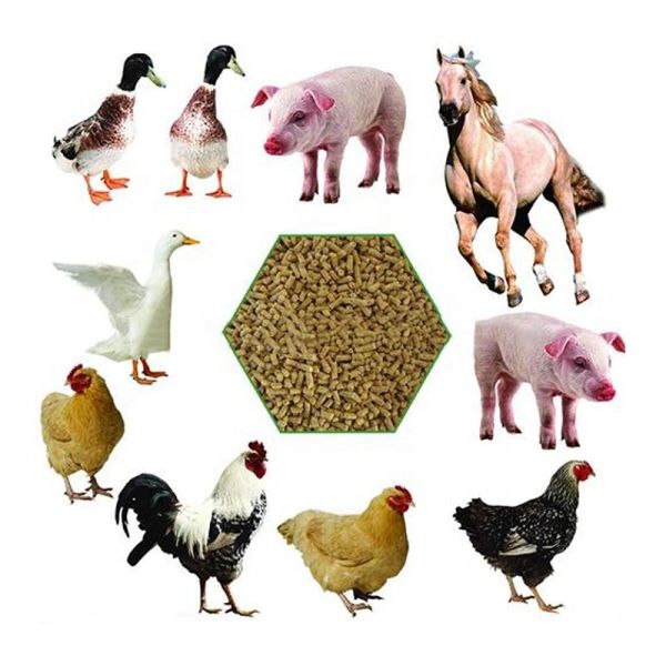 SGS Feed Pellet Production Line Animals 500-1000kg/H 17*5*5.5m