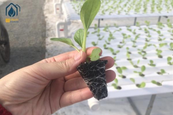 Agriculture Water Saving NFT Hydroponic System Solution For Commercial Use