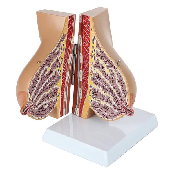 Medical Anatomy Human Female Breast Model In Lactation Period To Reveal Internal Breast Anatomy