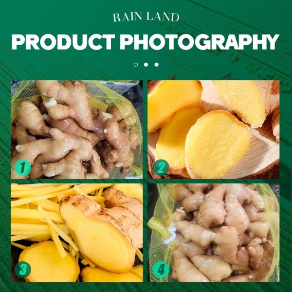 Organic Fresh Ginger Root Naturally Cultivated Economically Priced Cold Storage Agricultural Product