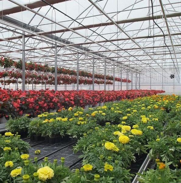 Opção de personalização Juxiang sistema hidropônico de cultivo de vegetais filmagem estufa