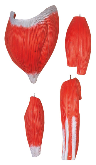 28 parts human body muscles Human Anatomy Model  hand painting color