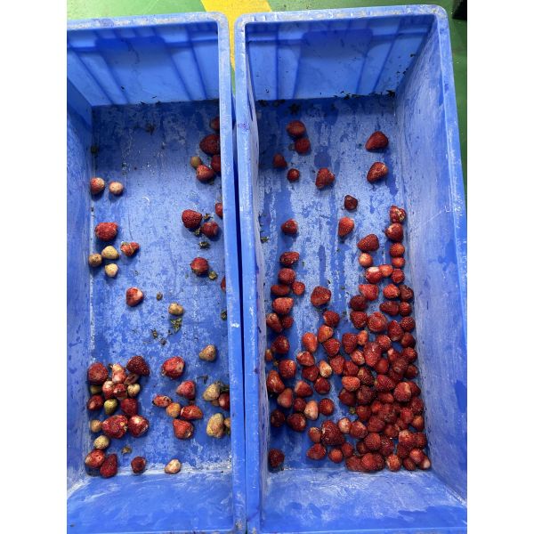 Optical Waterproof Belt Colour Sorter For Coffee Cherries Silkworm Chrysalis Frozen Vegetables