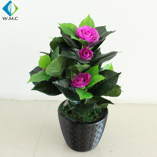 Small Camellia Bonsai Tree , Camellia Japonica Bonsai For Home Decoration R020048