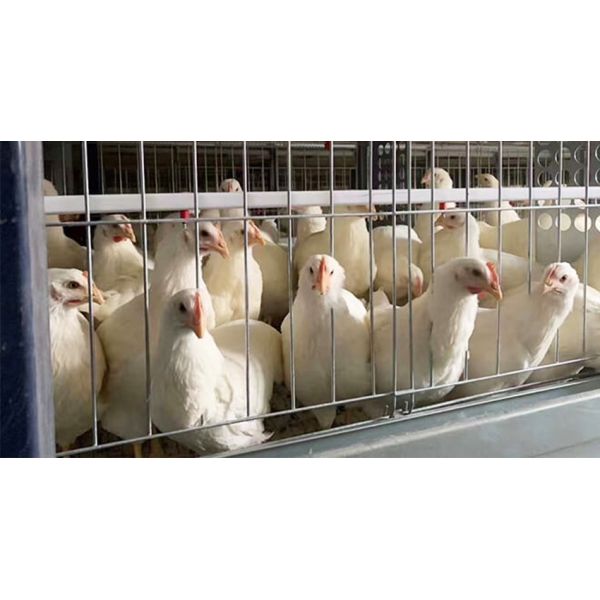 H Frame Male And Female Mixed Breeder Cage