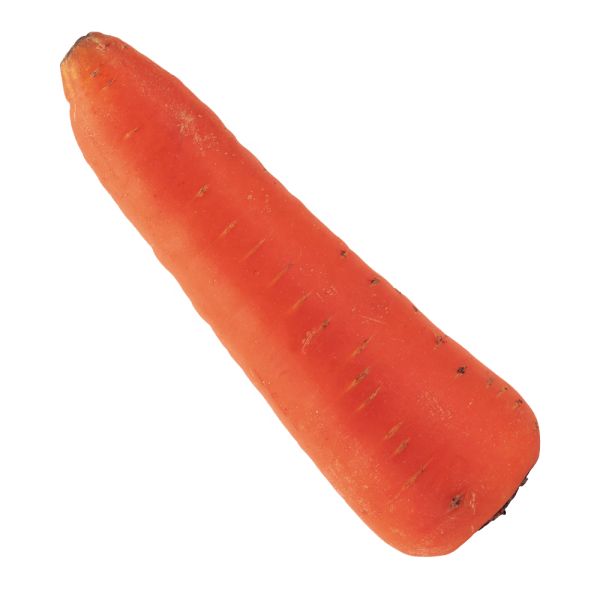 Fresh carrot from China newest harvesting wholesale carrots price per ton